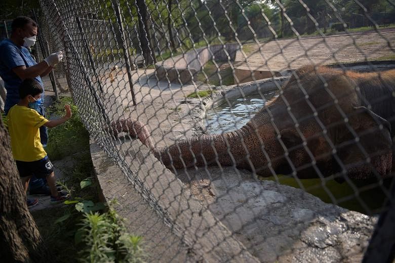 Featured Post Image - Pakistan akan pindahkan gajah kesepian ke suaka Kamboja