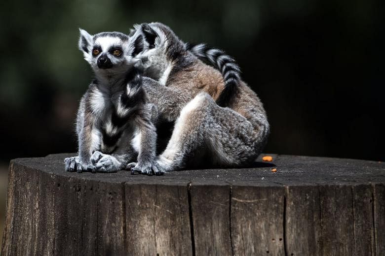 Featured Post Image - Hampir semua spesies lemur Madagaskar ‘menghadapi kepunahan’