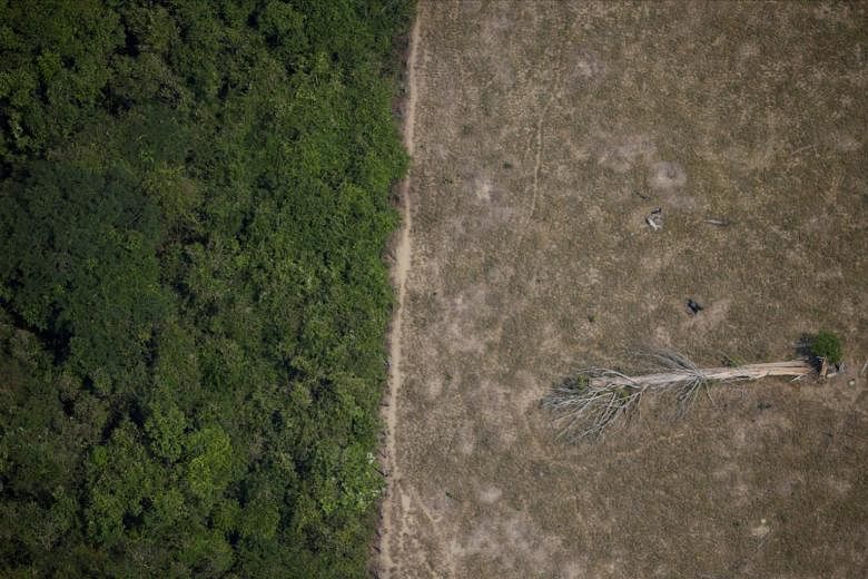 Featured Post Image - Deforestasi di Amazon Brasil meroket ke level tertinggi 12 tahun di bawah Presiden Bolsonaro